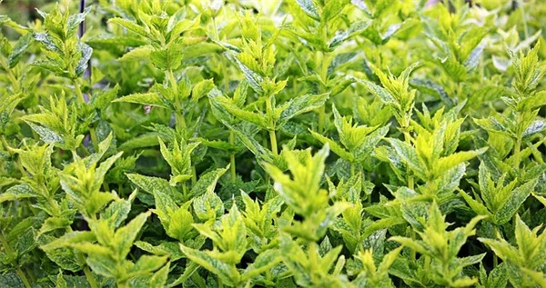 紫陽花1株で3色咲かせる簡単な土壌pH調整法