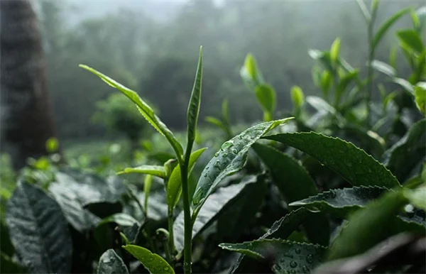 知ってた？土壌微生物が植物の栄養を決める理由と増やす3つのコツ