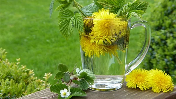 植物剧场で部屋が激変！誰でも作れる簡単ディスプレイ術